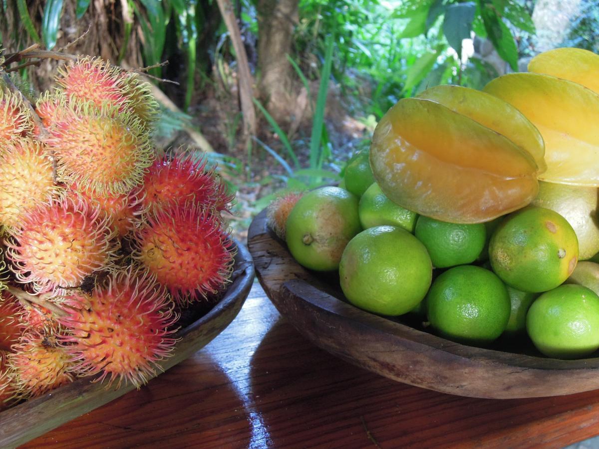 Omega Tours Eco-Jungle Lodge La Ceiba Exterior foto